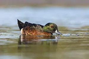 Chestnut Teal (Anas castanea) male