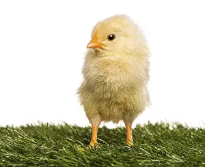 Chick (2 days old) standing in grass