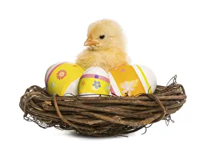 Chick (8 days old) standing in a nest with Easter eggs