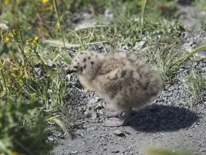 Chick of Mediterranean gull (Larus michahellis) standing in a grassy area