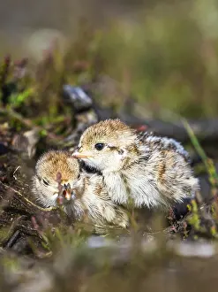 Chick of Red-legged Partridge, Alectoris rufa