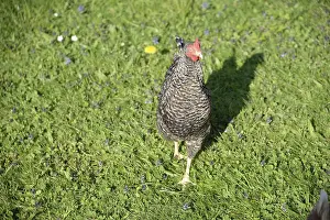 Chicken, bird, animal, chicken breeding