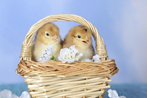 Chicken, chick, 2 days old