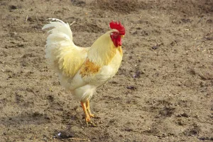 Chicken, chicken