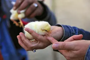 Chicken chicks in a palm, market stall, Morocco