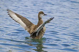 Chicken duck, female, Netta rufina'<br> Chicken duck