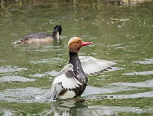 Chicken duck, male, Netta rufina'<br> Chicken duck