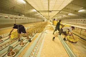 Chicken farming, workers putting layer chicks into rearing building