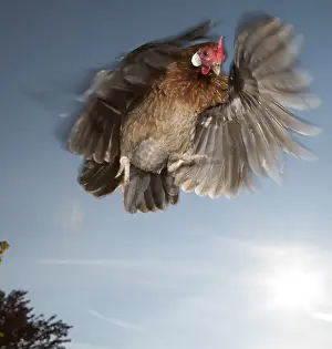 Chicken, in flight