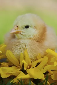 Chicken (Gallus domesticus) chick with yellow blossoms on a meadow