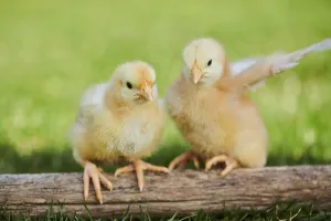 Chicken (Gallus domesticus) chicks on wood in a meadow