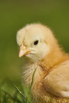 Chicken (Gallus domesticus), portrait