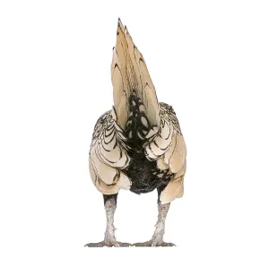 Chicken Lemon Sebright standing backwards on a white background