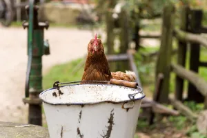 A chicken peeping over a bucket