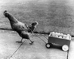 Chicken pulls egg cart, England, Great Britain