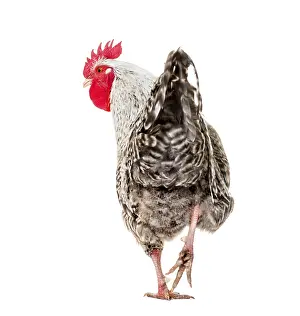 Chicken standing against white background