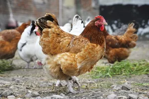 Chickens on traditional free range poultry farm