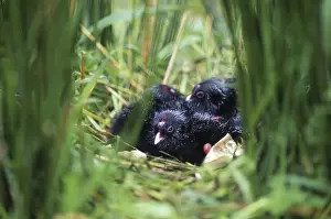 Chicks in nest of the swamphen