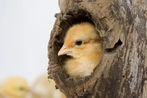 Chicks against White Background