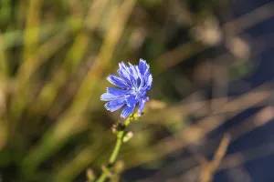 Chicory (Cichorium intybus), Riegersburg