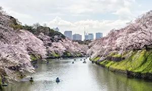 Chidorigafuchi Canal with rowing boat in front of blooming cherry trees