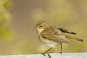 Chiffchaff, Chiffchaff, Common Chiffchaff