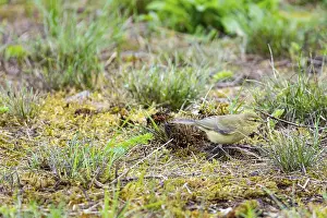 Category Wildlife DE Prints: Chiffchaff (Phylloscopus collybita) Germany