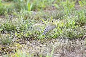 Chiffchaff (Phylloscopus collybita) Germany
