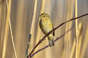Category Wildlife DE Prints: Chiffchaff (Phylloscopus collybita) Germany