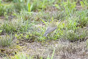 Category Wildlife DE Prints: Chiffchaff (Phylloscopus collybita) Germany