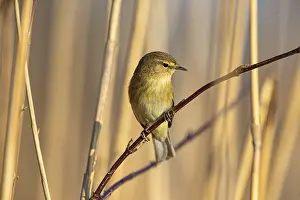 Category Wildlife DE Prints: Chiffchaff (Phylloscopus collybita) Germany