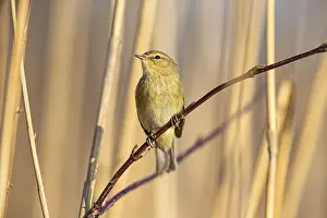 Category Wildlife DE Prints: Chiffchaff (Phylloscopus collybita) Germany