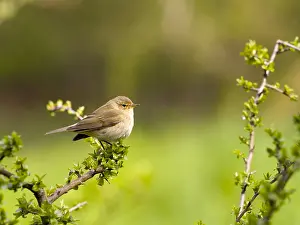 A chiffchaff (Phylloscopus collybita) perched on a blackthorn branch (Prunus spinosa)
