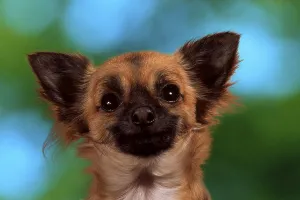 Chihuahua (animals) (mammals) (mammals) (domestic dog) (pet) (pet) (outside) (outdoor) (frontal) (head-on) (head) (head)