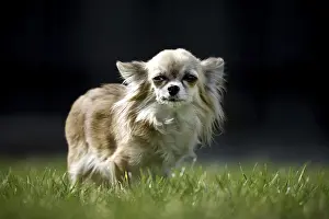Chihuahua dog on lawn in garden