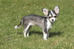 Chihuahua Haushund