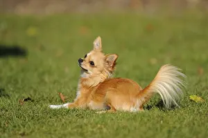 A Chihuahua lies on a green meadow and looks attentively to the side