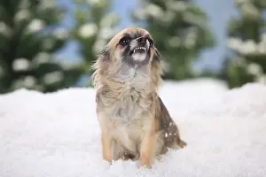 Chihuahua, long hair, bitch, shows teeth