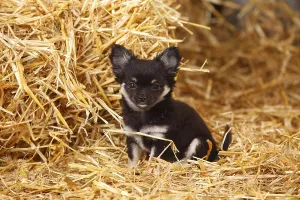 Chihuahua, Long Hair, Puppy