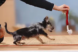 Chihuahua, long hair, puppy, dark-merle