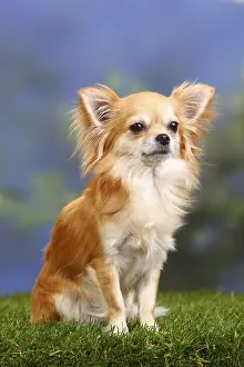 Chihuahua, long-haired