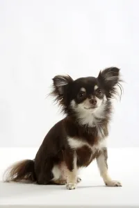 Chihuahua, long-haired