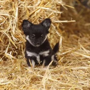 Chihuahua, long-haired puppy, sitting on straw