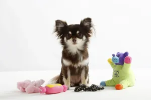 Chihuahua, long-haired, various toys, toys
