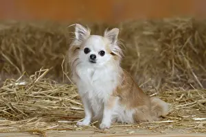 Chihuahua, longhaired, 8 years old