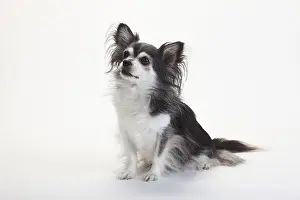Chihuahua, longhaired, black with white