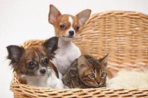 Chihuahua and puppy, 3 1/2 months