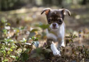 A Chihuahua puppy enjoys a sunny day