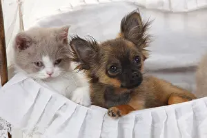 Framed Print : Chihuahua, puppy, longhair, 4 months