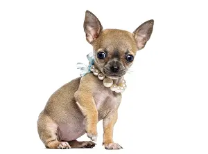 Chihuahua puppy looking ahead, wearing a pearl necklace and blue bow